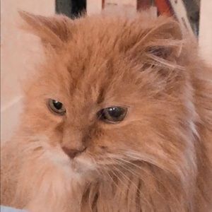 Meet your Posher, Savannah